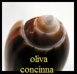 Oliva (Miniaceoliva) concinna, Marrat 1870